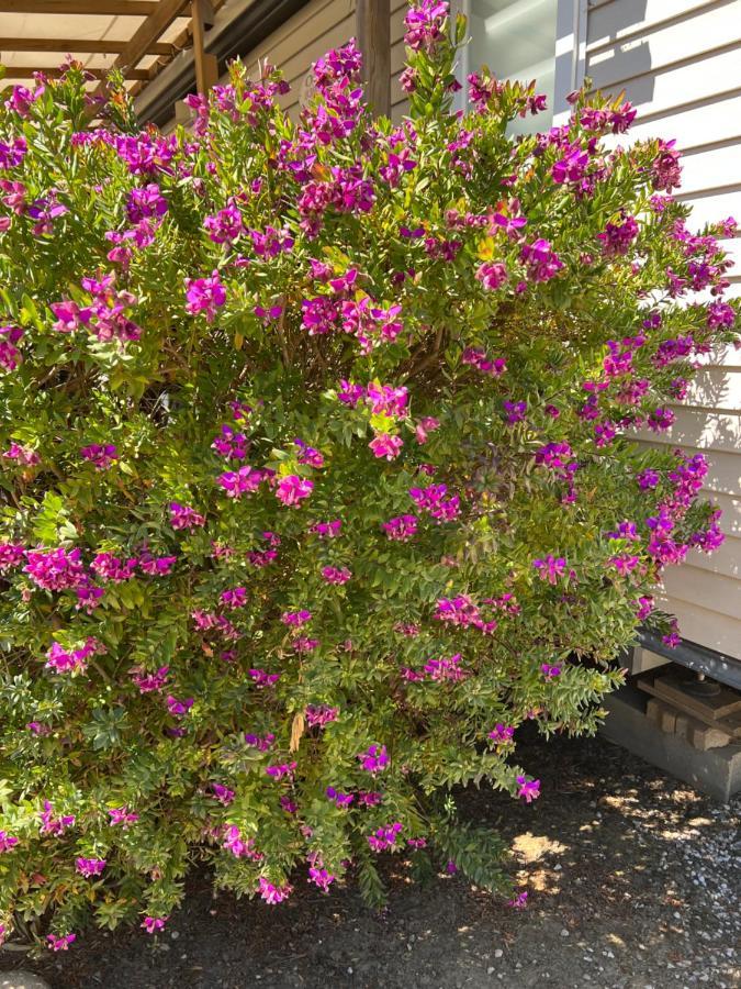Camping Del Mar 10, Mobil Home Petit Paradis, 6 Personnes, Bord De Mer, Camping Del Mar Village アルジェレス・シュル・メール エクステリア 写真